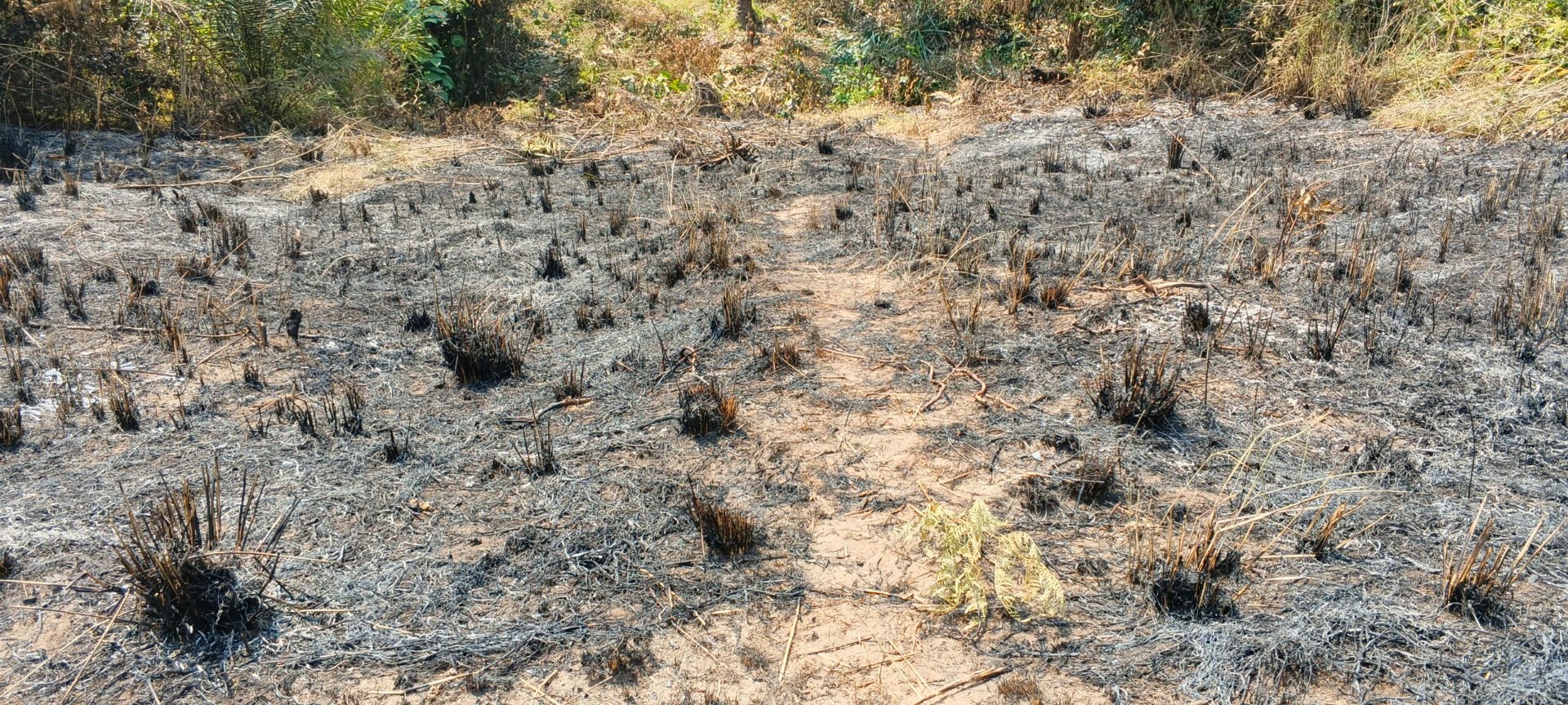 Zone défrichée du site de construction (06 juin 2026)
